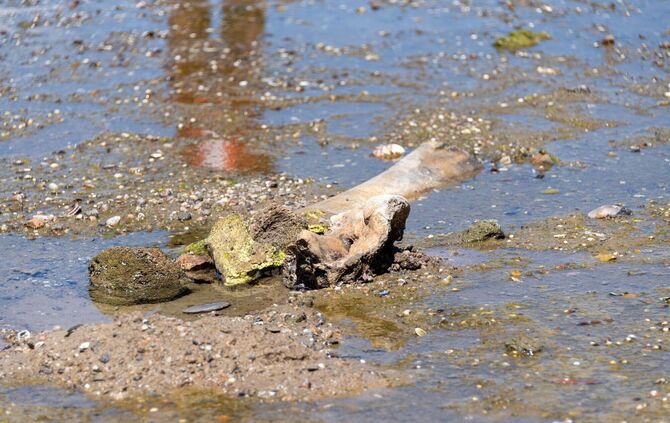 Mammutknochen an der Donau in Bulgarien