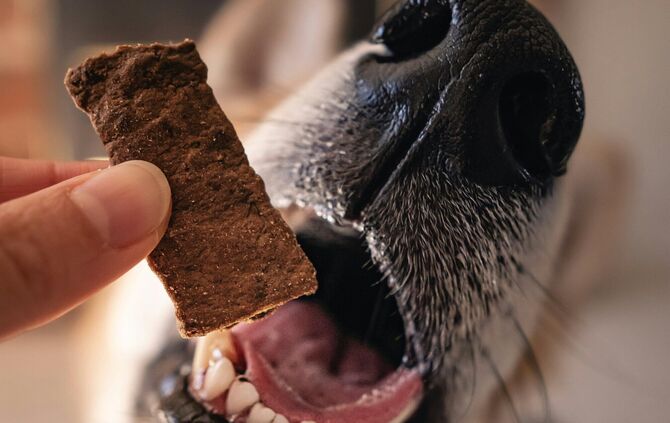 Die Frau konnte ihren Hund das vermeintliche Leckerli rechtzeitig aus dem Maul entnehmen (Symbolfoto).