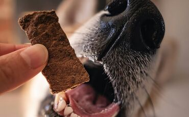 Die Frau konnte ihren Hund das vermeintliche Leckerli rechtzeitig aus dem Maul entnehmen (Symbolfoto).
