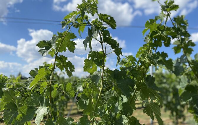 Der Weinbau steckt in einer Krise (Symbolbild).