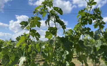 Der Weinbau steckt in einer Krise (Symbolbild).