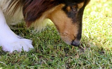 Hunde haben einen sehr feinen Geruchssinn. Giftköder sind oft als "Leckerlis" getarnt und können Giftstoffe, Rasierklingen oder 