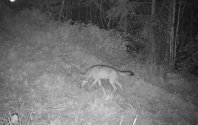 Im Wald bei Plüderhausen war Ende Juli ein Wolf unterwegs.