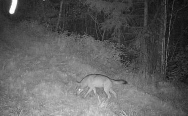 Im Wald bei Plüderhausen war Ende Juli ein Wolf unterwegs.
