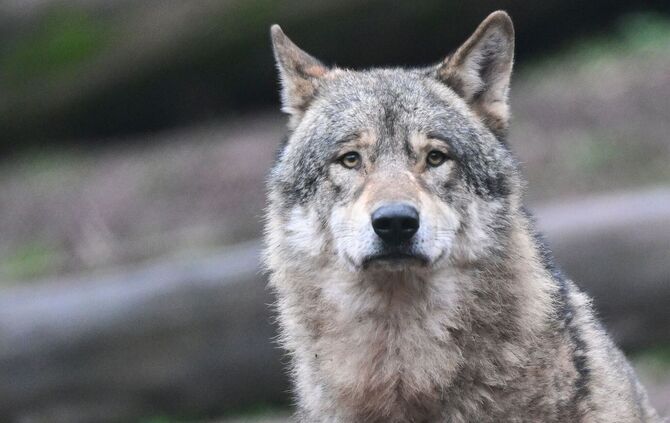 Wolf