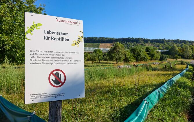 Die Eidechsen sind immer noch nicht alle eingesammelt, doch das Bebauungsplanverfahren ist eröffnet.