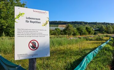 Die Eidechsen sind immer noch nicht alle eingesammelt, doch das Bebauungsplanverfahren ist eröffnet.