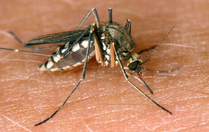 26 Infektionen mit West-Nil-Virus in Deutschland