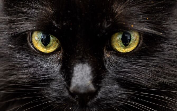 Weiß eine KI, was diese Katzenaugen sagen?