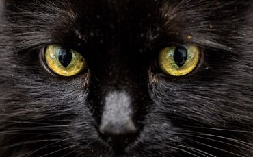 Weiß eine KI, was diese Katzenaugen sagen? 