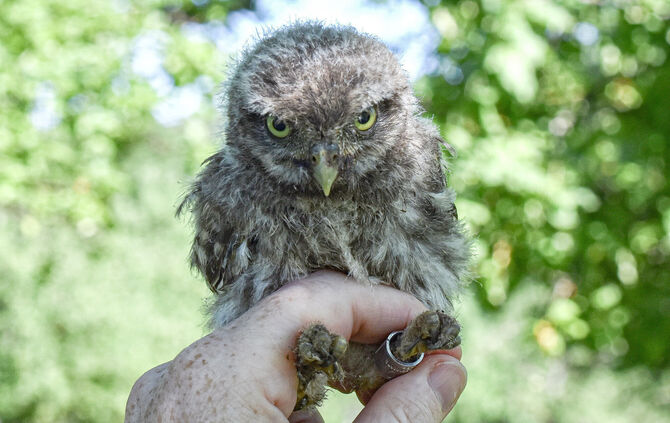 Niedlicher kann ein Vogeljunges eigentlich nicht sein: Kuschelig, kugelig, große Augen. Steinkäuze sind sehr kleine Eulenvögel.