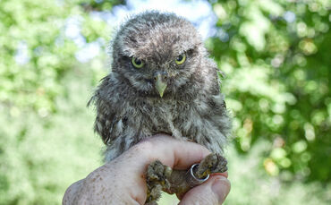 Niedlicher kann ein Vogeljunges eigentlich nicht sein: Kuschelig, kugelig, große Augen. Steinkäuze sind sehr kleine Eulenvögel. 