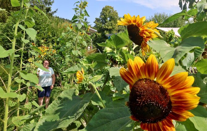 Simone Schilling inmitten ihrer prachtvollen Sonnenblumen.