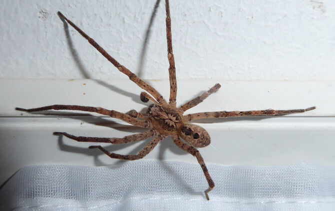 Ungewöhnlich groß: die Nosferatu-Spinne.
