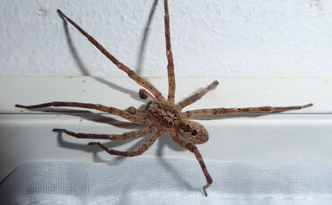 Ungewöhnlich groß: die Nosferatu-Spinne.