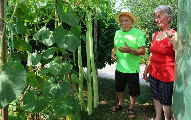 Michele und Roswitha Carullo sind rund 1,60 Meter groß. Nur rund zehn Zentimeter größer als das Riesen-Gemüse.