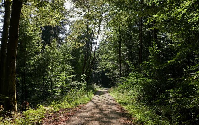 Ein Spaziergang im Wald als Abkühlung. (Archivbild)