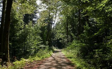 Ein Spaziergang im Wald als Abkühlung. (Archivbild)