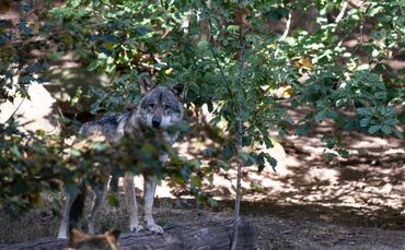 Aufnahme von einem Wolf im Wildpark in Tripsdrill (Symbolfoto).