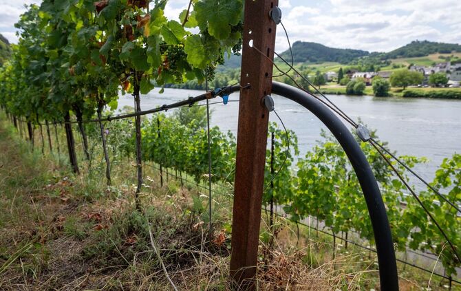 Trockenheit an den Steilhängen