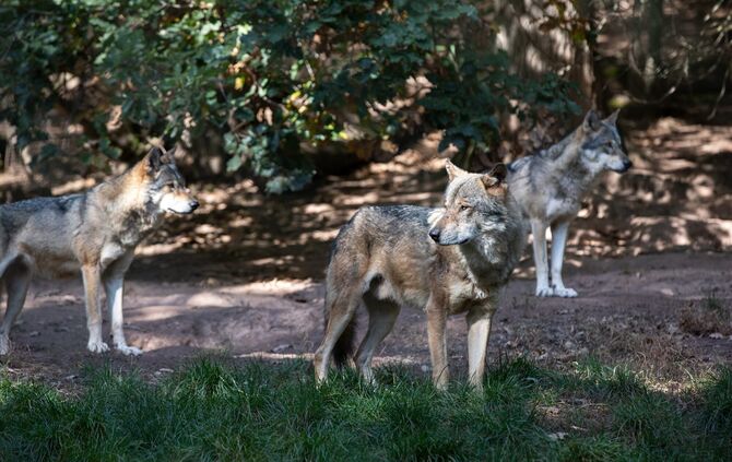 Wölfe – tolle Tiere mit teils schlechtem Leumund (hier im Wildpark Tripsdrill).