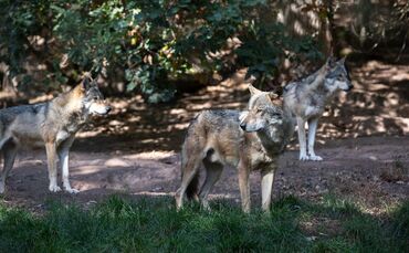 Wölfe – tolle Tiere mit teils schlechtem Leumund (hier im Wildpark Tripsdrill).