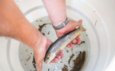 Aktion zum Retten von Fischen in Freiburg