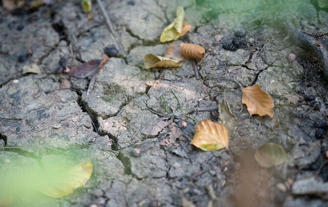 «Sieht aus wie Herbst» – Trockenheit plagt botanische Gärten