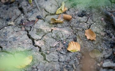 «Sieht aus wie Herbst» – Trockenheit plagt botanische Gärten