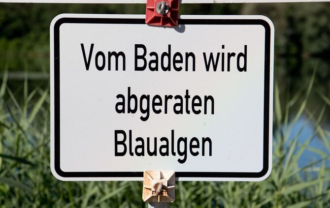 Blaualgen