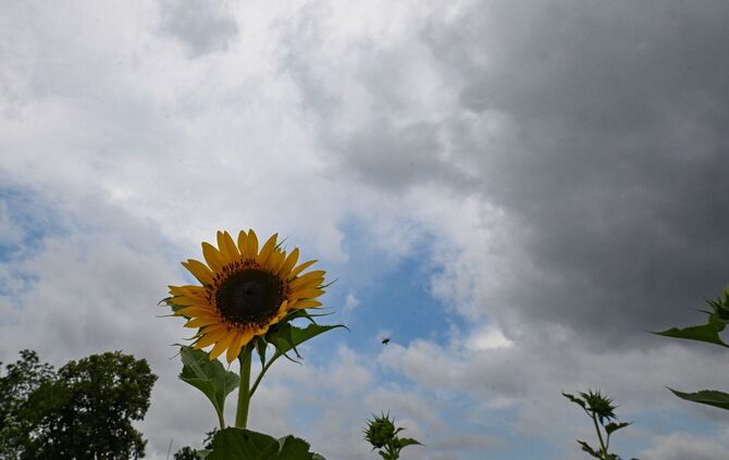 Die nächsten Tage sind im Südwesten eher bewölkt. Nach langer Trockenheit wird auch wieder mit Regen gerechnet. (Archivbild)