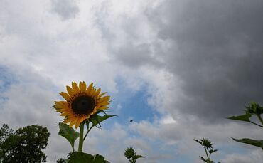 Die nächsten Tage sind im Südwesten eher bewölkt. Nach langer Trockenheit wird auch wieder mit Regen gerechnet. (Archivbild)
