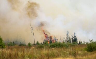 Waldbrand in Belgien