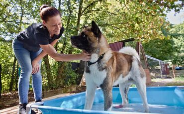 Ab in den kleinen Pool des Tierheims: Heimleiterin Manuela Dilger macht Hund Yuki, einem amerikanischen Akita, die Freude. Er kü
