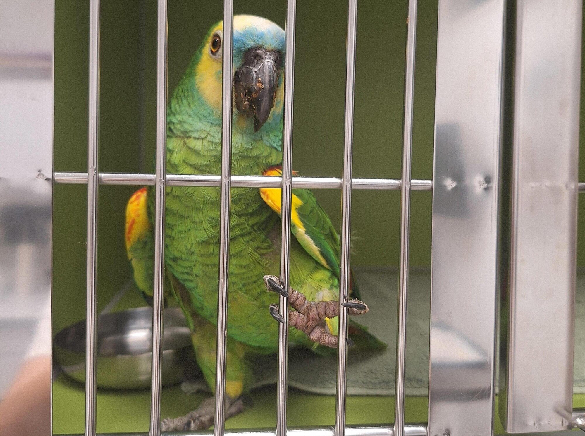 Found parrot from Kernen-Stetten: Search for 