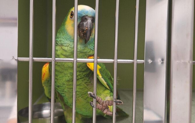 Die Blaustirnamazone Ricko direkt nach ihrem Fund: Bevor der Verein Streunerfreunde Lugoj-Romania sich des Vogels annahm, wurde