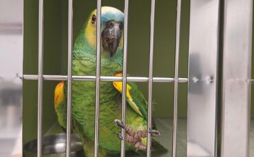 Die Blaustirnamazone Ricko direkt nach ihrem Fund: Bevor der Verein Streunerfreunde Lugoj-Romania sich des Vogels annahm, wurde