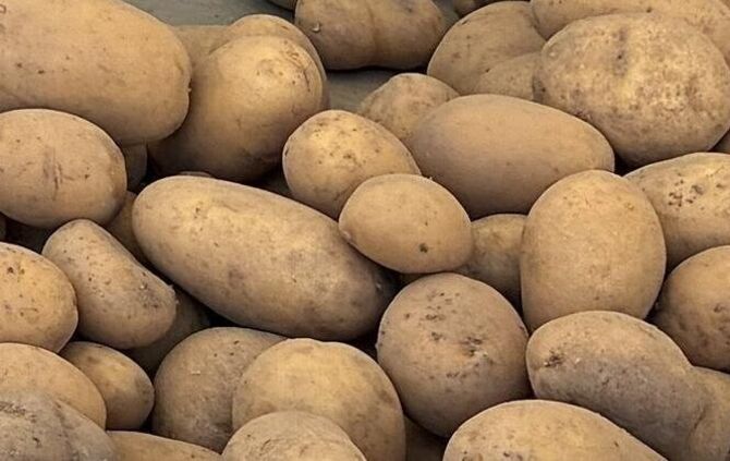 Anhaltende Trockenheit: Die Kartoffelernte steht in diesem Jahr unter schwierigen Vorzeichen.