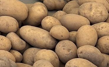 Anhaltende Trockenheit: Die Kartoffelernte steht in diesem Jahr unter schwierigen Vorzeichen.