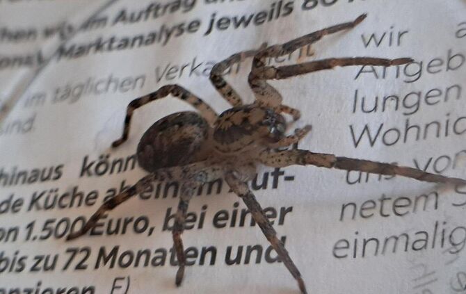 Mit einem Glas hat Bianca de Jong die große Nosferatu-Spinne aus ihrer Spüle eingefangen.