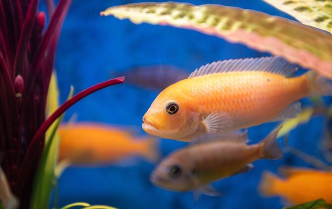 Die Fische in dem Karlsruher Lokal wurden laut Veterinäramt nicht artgerecht gehalten. (Symbolbild)