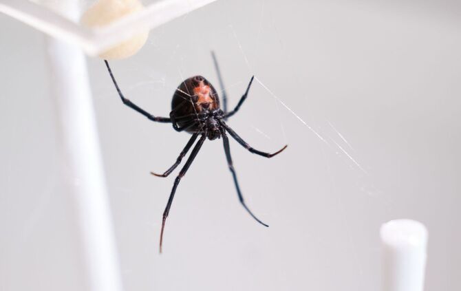 Australische Rotrückenspinne