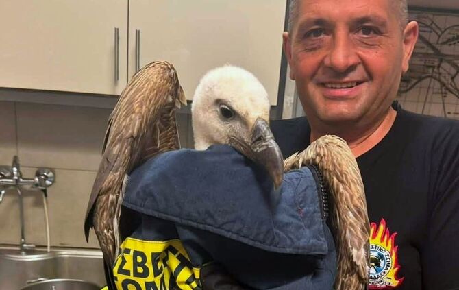 Gänsegeier verhindert Flugzeugstart