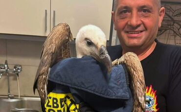 Gänsegeier verhindert Flugzeugstart