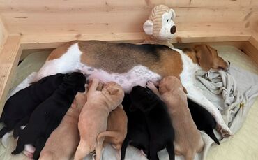 Hundedame Rosalie mit ihren Welpen.