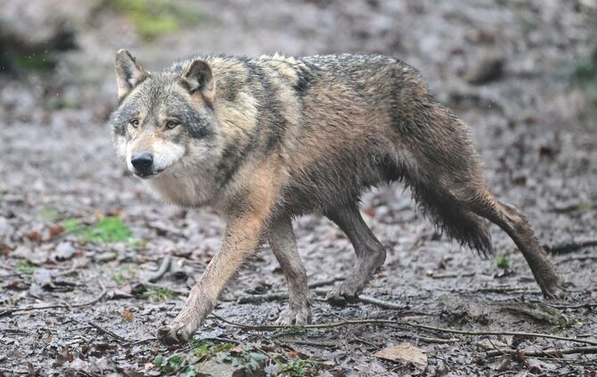 Wolf