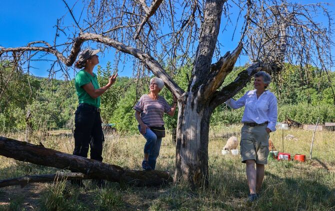 Christine Brencher, Andrea Hochstädter und Sabine Zeiner neben einem toten Apfelbaum in Stetten.