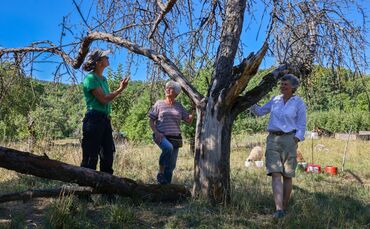 Christine Brencher, Andrea Hochstädter und Sabine Zeiner neben einem toten Apfelbaum in Stetten.