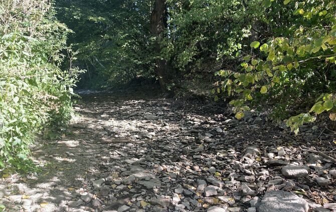 Kein idyllischer Waldweg: Die Redakteurin der Gmünder Tagespost, Tina Nusshör, stand beim Fotografieren mitten im ausgetrocknete