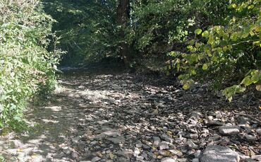 Kein idyllischer Waldweg: Die Redakteurin der Gmünder Tagespost, Tina Nusshör, stand beim Fotografieren mitten im ausgetrocknete